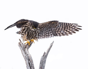 Merlin with Open Wings,Isolated