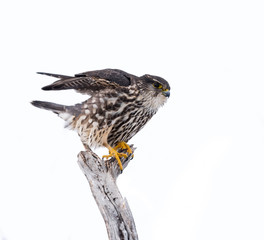 Merlin Isolated