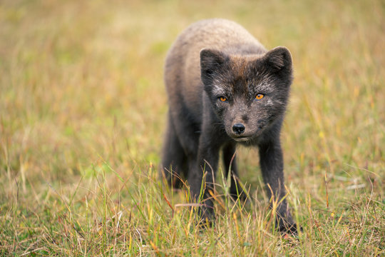 Portrait of Arctic fox (Vulpes Lagopus) in Hornstrandir National Park, Iceland.
