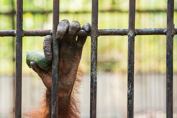 Obraz premium Chimpanzee hand.