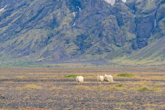 Icelandic sheep grazing in front of high mountaints - &THORN;&oacute;rsm&ouml;rk National Park.
