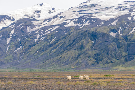 Icelandic sheep grazing in front of high mountaints - &THORN;&oacute;rsm&ouml;rk National Park.
