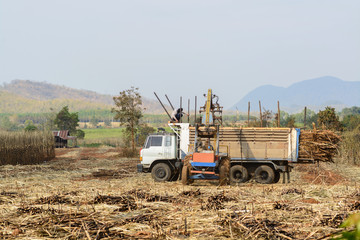 Fototapeta premium sugar cane harvesting