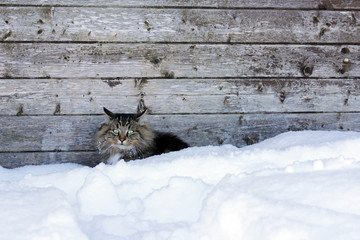 Eine Norwegische Waldkatze mag den Schnee nicht