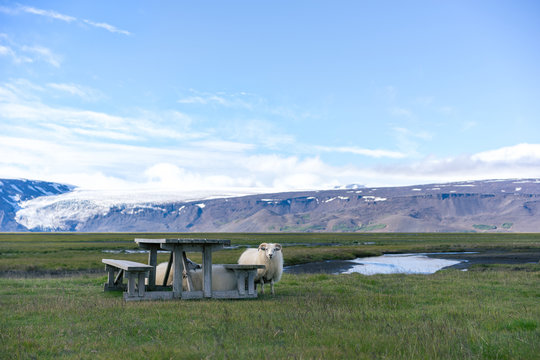 Icelandic sheep hiding by wooden bench.