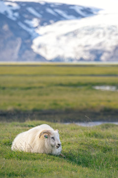 Icelandic sheep in front of mountains.