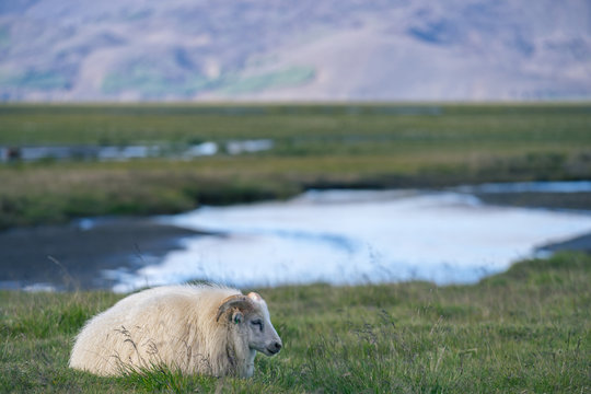 Icelandic sheep in front of mountains.