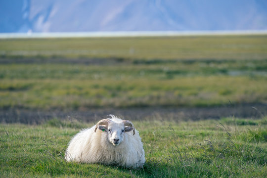 Icelandic sheep in front of mountains.