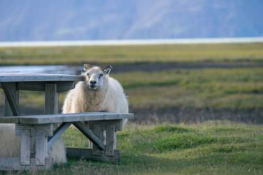 Icelandic sheep uses wooden bench as a protection against a wind.