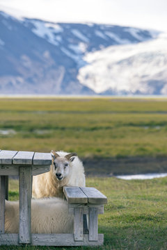 Vertical view of Icelandic sheep in shelter against a wind.