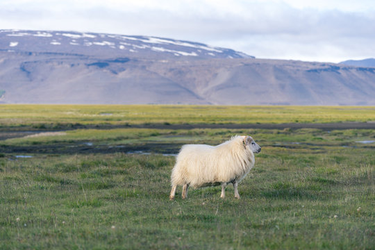 Icelandic sheep in front of mountains.