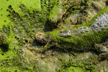 crocodile in thailand