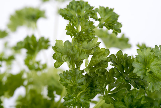 parsley on a white background