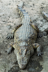 Crocodile