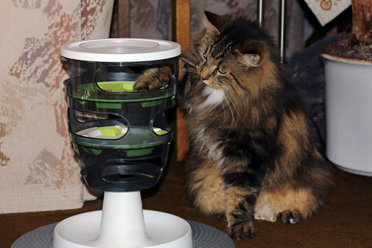 Norwegische Waldkatze will Trockenfutter fressen