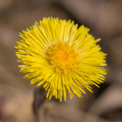 Flower of coltsfoot