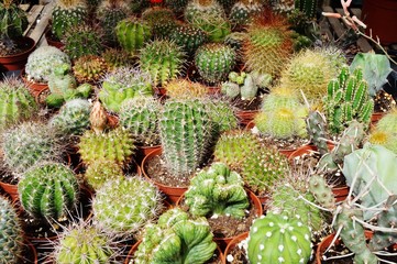 Assorted cactus plants in small pots
