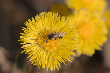 insect on coltsfoot flowers