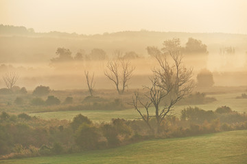 Drzewa rosnące w dolinie rzeki otulone poranną mgłą