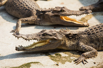 Small crocodiles in crocodile farm