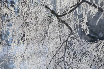 Foto op Aluminium bevroren takken © katinkakrijgsman