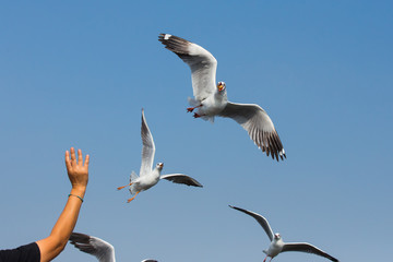 flying seagulls in action at Bangpoo Thailand