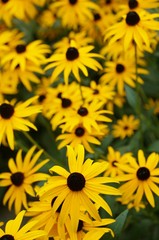 Fototapeta na wymiar Yellow rudbeckia fulgida Black-eyed Susan flowers 