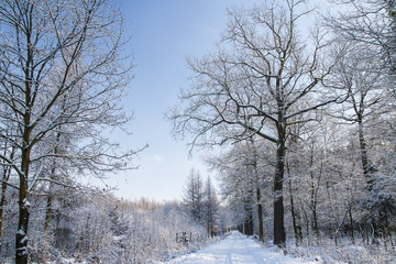 Forest in winter