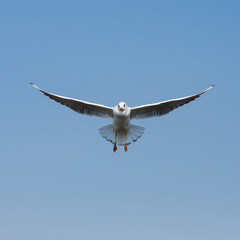 flying seagulls in action at Bangpoo Thailand