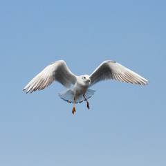 flying seagulls in action at Bangpoo Thailand
