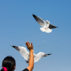 flying seagulls in action at Bangpoo Thailand