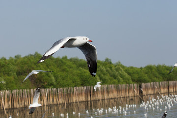 Seagull is a bird migration to Thailand