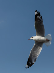 flying seagulls in action at Bangpoo Thailand