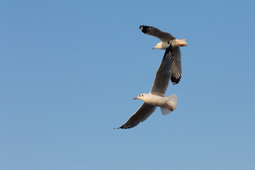 flying seagulls in action at Bangpoo Thailand