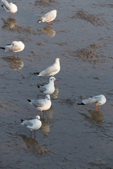 Seagull is a bird migration to Thailand