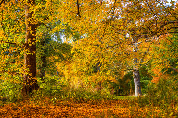 Trees in beautiful warm colors