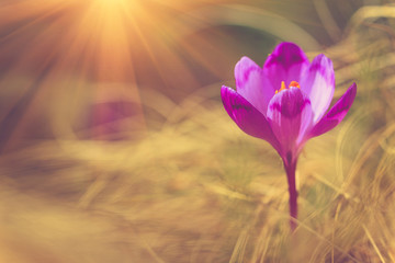 Eerste lentebloemen krokus in zonlicht.
