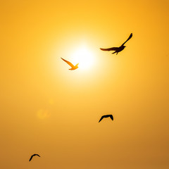 Tranquil scene with seagull flying at sunset