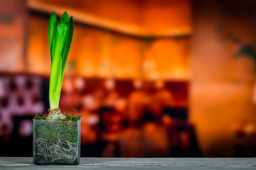 Hyacinth plant on a wooden table