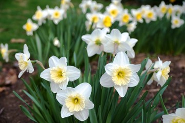 Fragrant white narcissus daffodil flowers with a yellow corolla