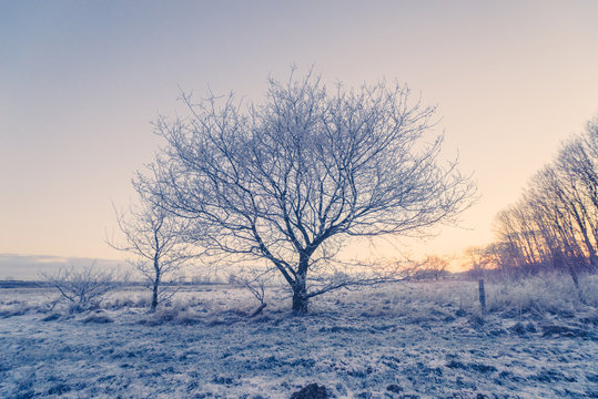 Fototapeta Tree in the winter frost