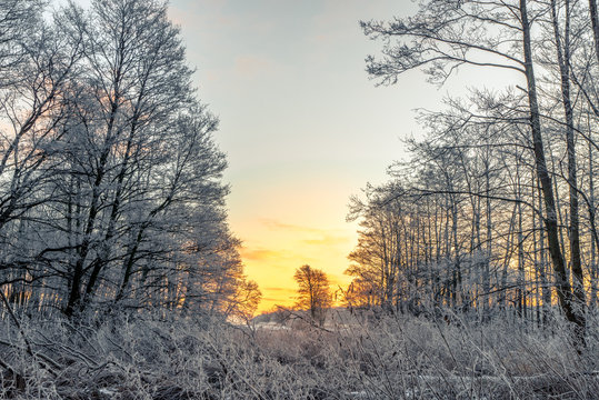Sunrise in a forest on a cold morning