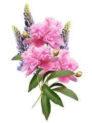 Peonies and lupins on a white background. Isolated 