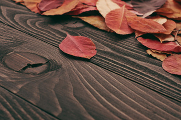 Autumn leaves closeup on a dark wooden background