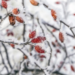 rose hip