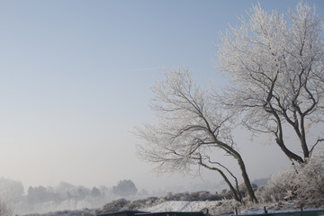 bevroren bomen in duinlandschap