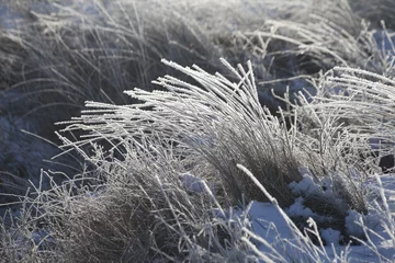 Fotobehang bevroren helmgras © katinkakrijgsman
