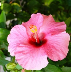 Pink hibiscus flower with red center and red and yellow stamen