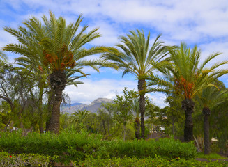 Fototapeta na wymiar Palm trees against mountains and blue sky in the park.Tenerife,Canary Islands.