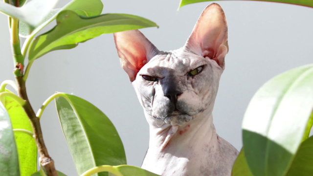 Head of cat sphinx between green leaves
